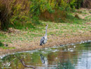 Grey Heron - Czapla Siwa